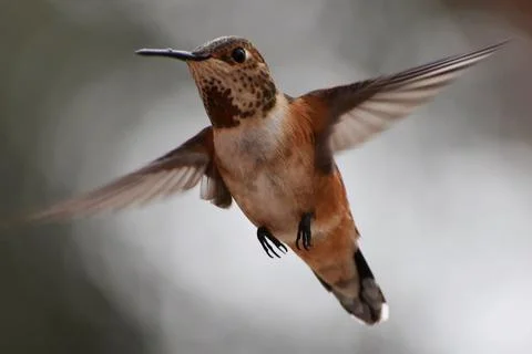 Rufous Hummingbird In Flight Stock Photos