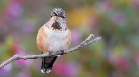 Rufous Hummingbird Video stock 37410600