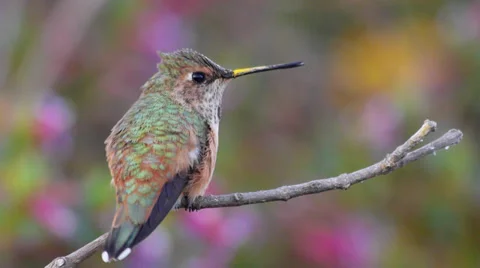 Rufous Hummingbird Stock Footage 37411682