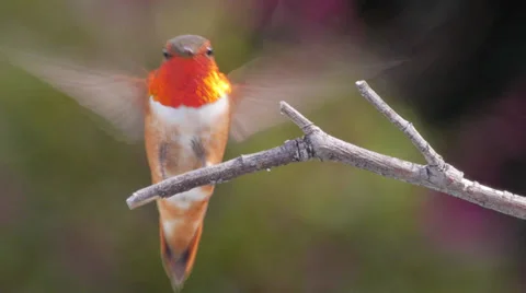 Rufous Hummingbird Stock Footage 37412654