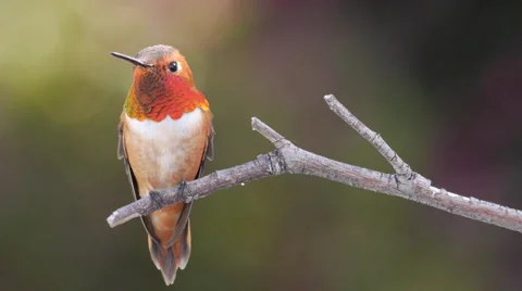 Rufous Hummingbird Stock Footage 37413570