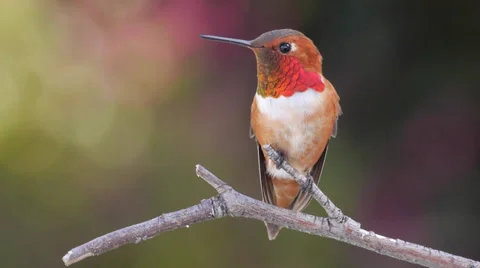 Rufous Hummingbird Stock Footage 37414562