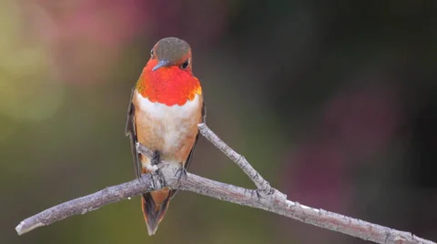 Rufous Hummingbird Stock Footage 37415412