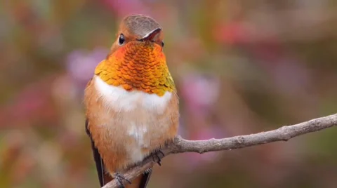 Rufous Hummingbird Stock Footage 37415984