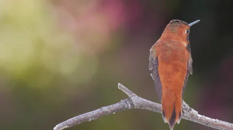 Rufous Hummingbird Stock Footage 37425218