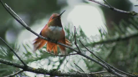 Rufous Hummingbird male CU of temper tantrum Stock Footage