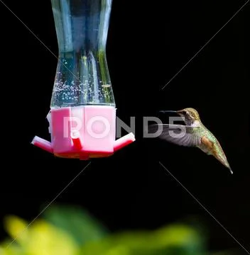 Rufous hummingbird Stock Photos