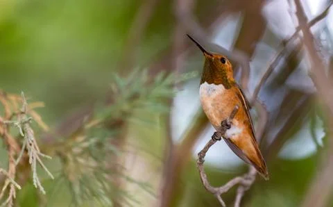Rufous hummingbird Stock Photos