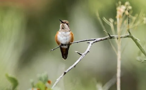 Rufous hummingbird Stock Photos