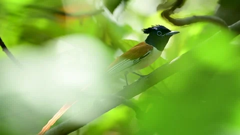 Rufous Morph Asian Paradise Flycatcher Portrait Vidéo 340187111