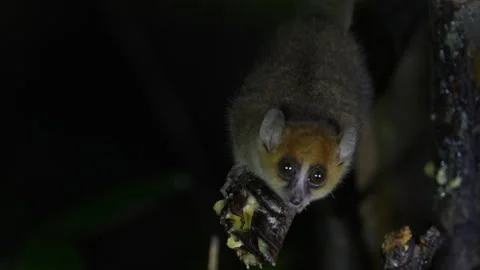 Rufous Mouse Lemur, Microcebus rufus, small monkey in Ranomafana NP, endemic in  Stock Footage 220258797