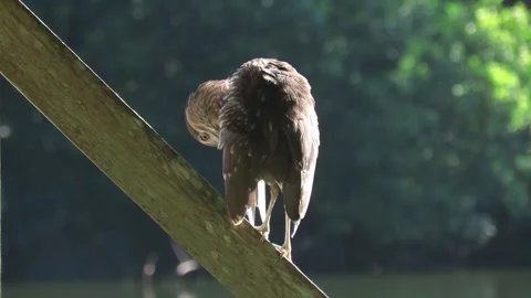 RUFOUS NIGHT HERON Stock Footage 136247500