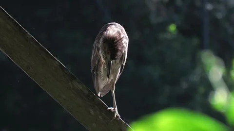 RUFOUS NIGHT HERON Stock Footage 136248739