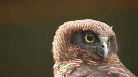 Rufous Owl in Australia Stock Footage 325403402