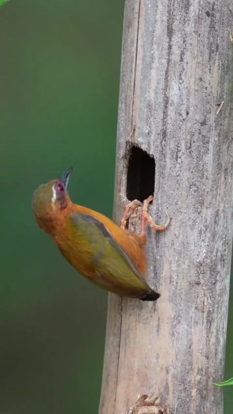 Rufous piculet bird perched on a bamboo stalk near its nest hole Видео 335249240