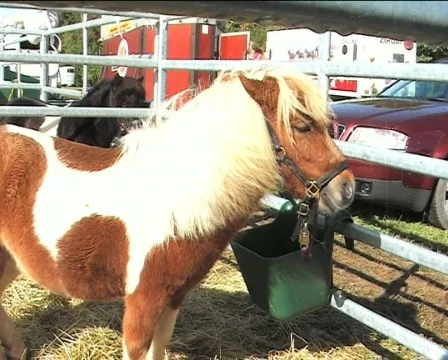 Rufous pony Video stock 84945