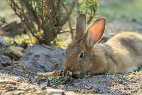 Rufous Rabbit Sniffs the Cone Foto stock
