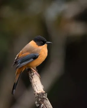 Rufous Sibia on a perch Stock Photos
