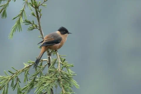 Rufous Sibia perched on a conifer branch in Janjehli, Himachal Pradesh, India Fotos de archivo
