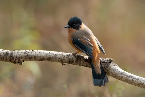 Rufous Sibia Stock Photos
