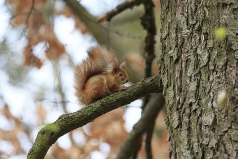 Rufous Squirrel on a Branch Фото