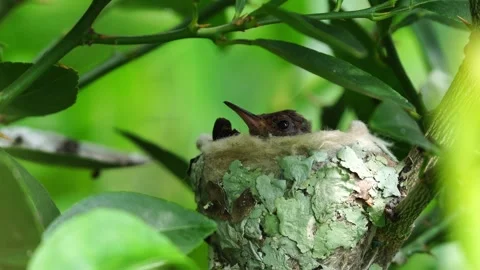 Rufous-tailed Hummingbird Chicks Resting in Nest 스톡 동영상 338290707