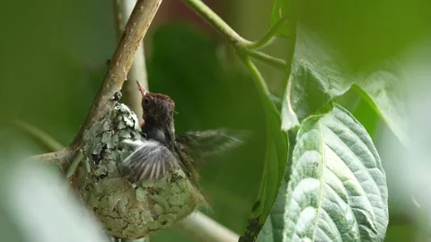 Rufous-tailed Hummingbird Chicks Resting in Nest 스톡 동영상 338290796