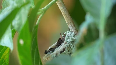 Rufous-tailed Hummingbird Chicks Resting in Nest Video stock 338290977