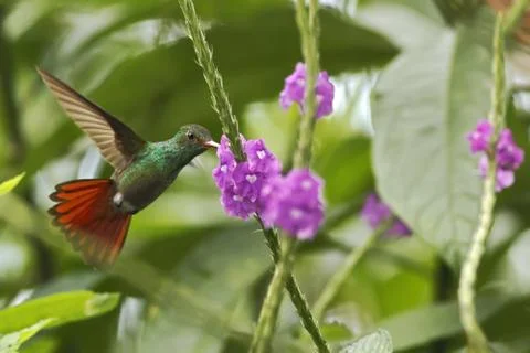 Rufous-tailed Hummingbird hovering next to violet flower in garden, bird from Stock Photos