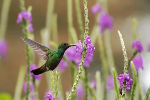 Rufous-tailed Hummingbird hovering next to violet flower in garden, bird from Stock Photos