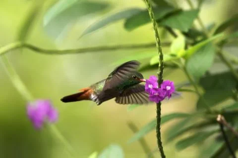 Rufous-tailed Hummingbird hovering next to violet flower in garden, bird from Stock Photos