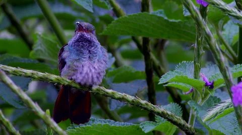 Rufous-tailed Hummingbird Naps with One Eye Closed 스톡 동영상 45998672