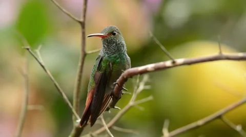 Rufous-tailed Hummingbird at perch Stock-Footage 64826258