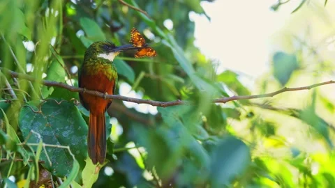 Rufous-tailed jacamar (Galbula ruficauda) 動画素材 198429856