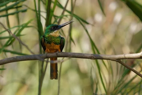 Rufous-tailed jacamar Galbula ruficauda perched among green reeds showing i.. Stock-Fotos