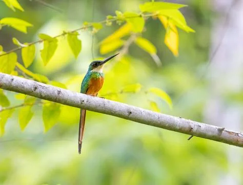 A Rufous-tailed Jacamar perched on a tree Stock Photos