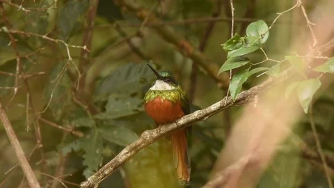 Rufous-tailed Jacamar taking flight Vidéo 86205336