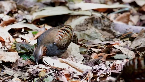 Rufous-throated Partridge, Arborophila rufogularis, Thailand; foraging. Stock Footage