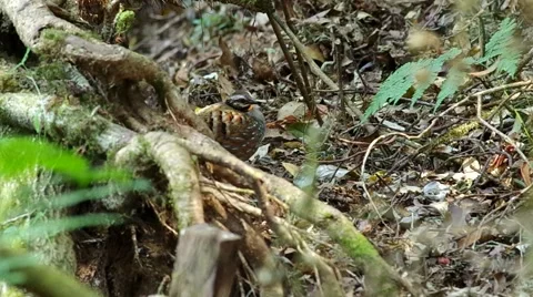 Rufous-throated Partridges in the forest Stock Footage 48349574