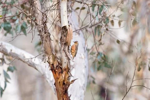 Rufous Treecreeper climbing Eucalyptus tree Stock Photos