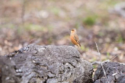 Rufous Treecreeper sitting on fallen dead tree branch Foto stock
