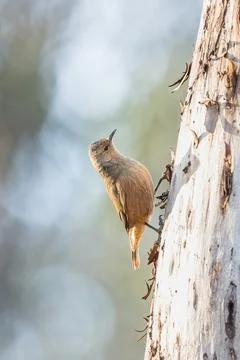 Rufous Treecreeper on Tree Trunk in Australian Bushland Stock Photos