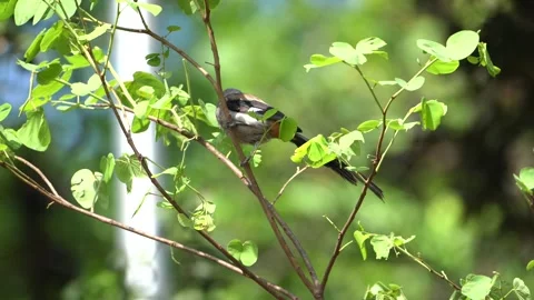 Rufous Treepie Bird Perching on Tree Branch in Green Forest Video stock 336449311