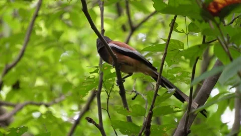 Rufous Treepie is hopping on the branches of a tree Stock Footage 314572029