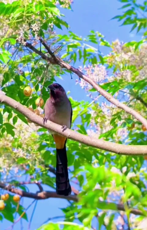 Rufous treepie perched on a tree branch with green leaves and flowers Stock Footage 336033486