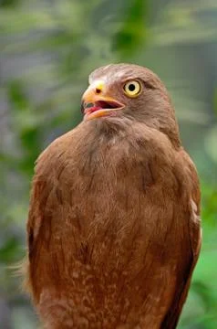 Rufous-winged buzzard Stock Photos