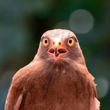 Rufous-winged buzzard Stock Photos