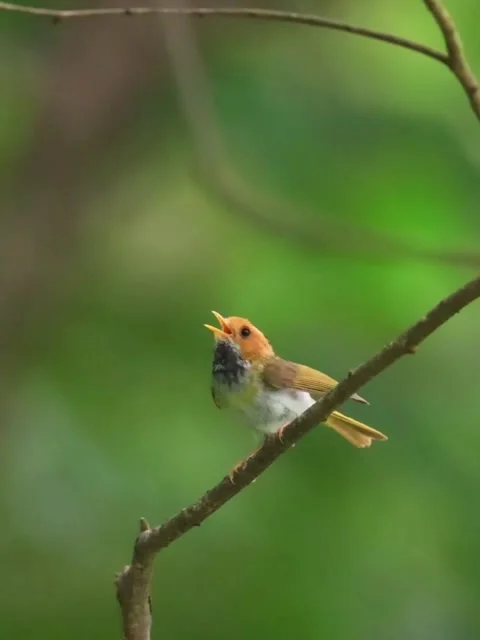 Rufousheaded tailorbird perched on a thin branch in the forest 库存影片 336033510
