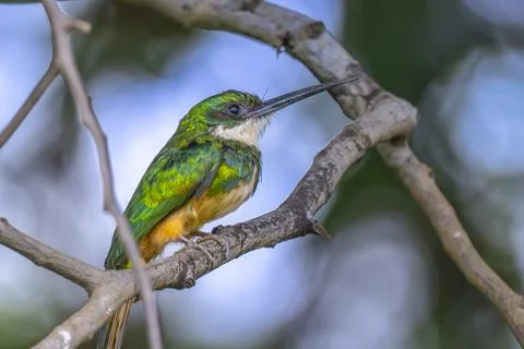 Rufus fronted Jacamar Stock Photos
