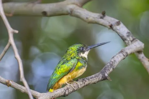 Rufus fronted Jacamar Stock Photos